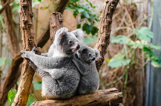 koala 1259681 640