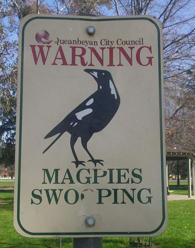 magpie